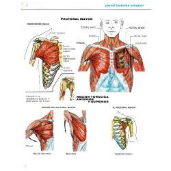 Atlas muscular Ascorbamina 1500. 6 láminas anatómicas - Imagen 1