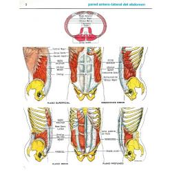 Atlas muscular Ascorbamina 1500. 6 láminas anatómicas - Imagen 2